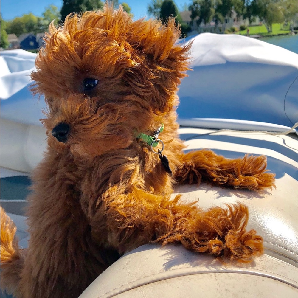 Meet your Posher, Ashley